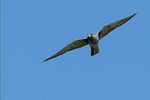 Red-footed Falcon   (m)