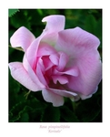 Rosa 'Kerisalo' 1