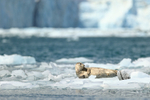 Harbour Seal near Surprise Glacier terminus, Prince William Sound