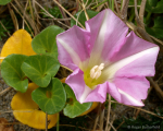 Sea Bindweed