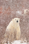Polar Bear & snow flakes, Churchill, Canada