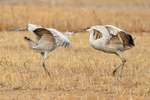 Sandhill Crane stand-off, Bosque del Apache, New Mexico