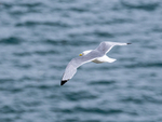 Kittiwake