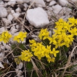 Yellow whitlow grass (Draba aizoides.