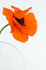 POPPY IN ROUND VASE
