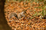 Squirrel Autumn Forage