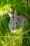 wild rabbit Oryctolagus cuniculus-8342