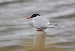 Arctic Tern