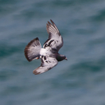Feral Pigeon in flight along the cliffs at Durlston