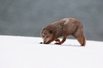 Female Arctic Fox in winter snow, Hornstrandir, Iceland