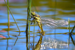 Female Black tailed skimmer