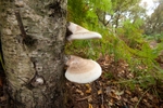Birch Polypore