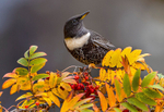 Ring Ouzel