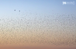 Starling Murmurations, Avalon Marshes_GS1125