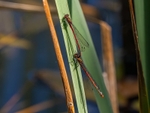 Large Red Damselflies