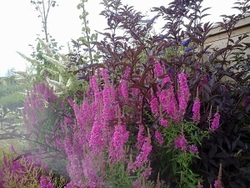 Private Gardens portfolio