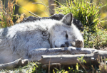 Sleeping Wolf