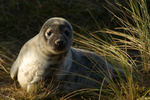 Grey Seal Pup - Dunes Around Horsey Gap