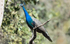 Indian Peafowl