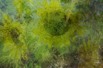 Sunflower Celery