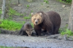 Brown Bear and cub