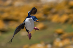 Imperial Shag