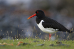 OYSTERCATCHER GALLERY portfolio