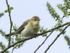 M Graystone Chiff-Chaff