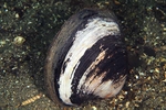 Arctica islandica