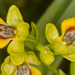 Small yellow Ophrys (Ophrys lutea ssp galilea also called Ophrys sicula)