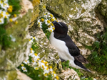 Razorbill