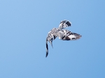 Pied Kingfisher Hovering