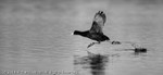 Coot (Fulica atra) running on water