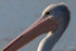 Pelican Portrait 5