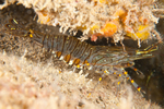 Palaemon serratus carrying eggs