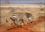 Zebra galloping