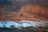 Chinese Water Deer