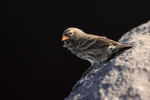 Small Ground-Finch portfolio