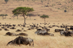 Zebra amongst a herd of Wildebeest