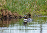 Goldeneye