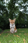 Urban Fox_Bristol_0245