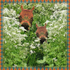 FD11  "Cow Parsley"