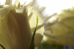 Flowers Set 1 - 11