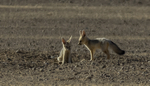 Bat-eared Fox