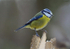 Blue Tit (2)