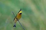 Little Bee-eater