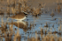 Killdeer reflection, Bosque del Apache, New Mexico