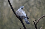 Woodpigeon