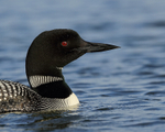 Common Loon close view, Minnesota, USA