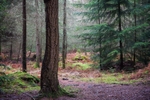 New Forest Tall Trees 07